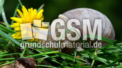 Weinbergschnecke_ (8).jpg